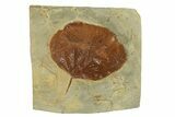 Fossil Leaf (Zizyphoides) - Montana #271033-1